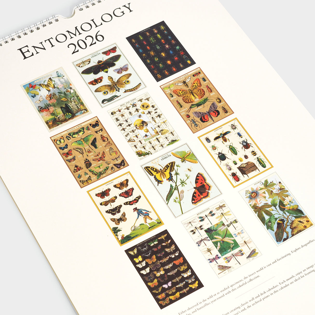2026 Entomology Wall Calendar