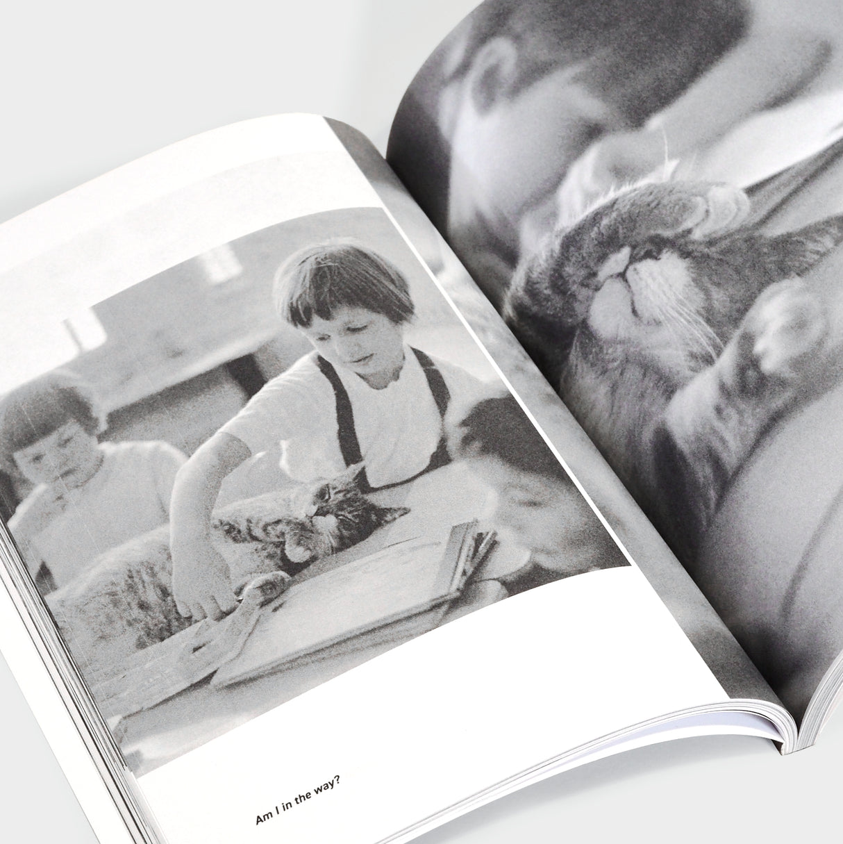 Room 8: A Cat in the Classroom