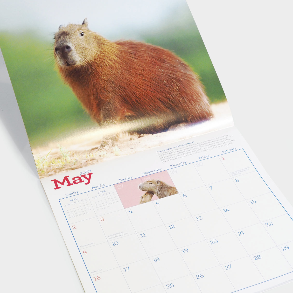 Capybara Wall Calendar 2027