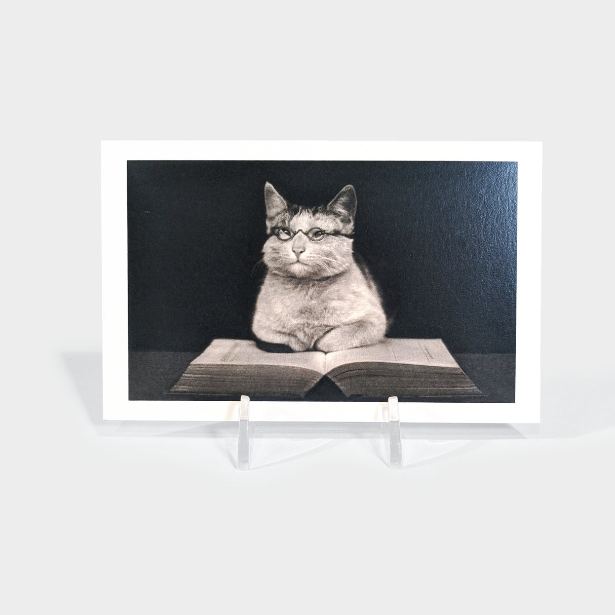 Wise Cat Reading Post Card